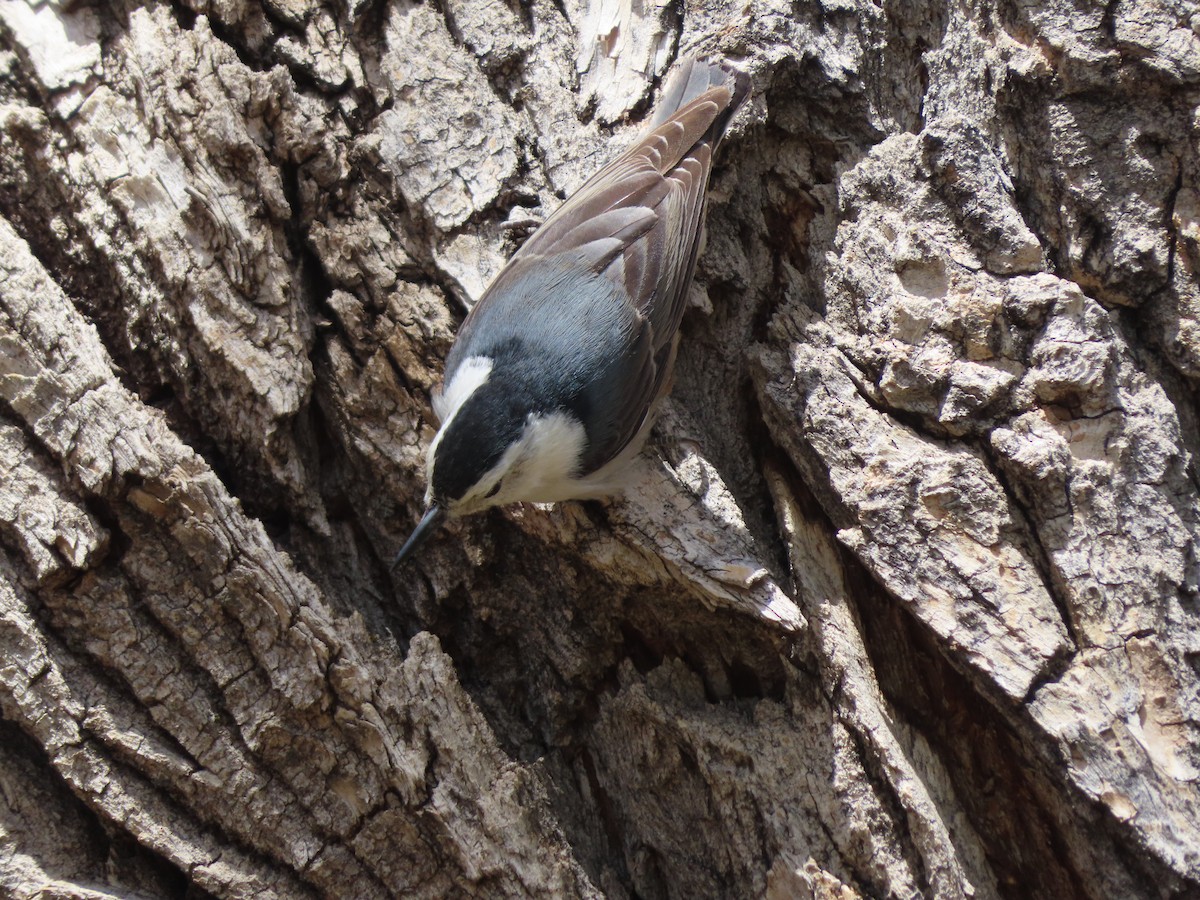 White-breasted Nuthatch - ML618336602