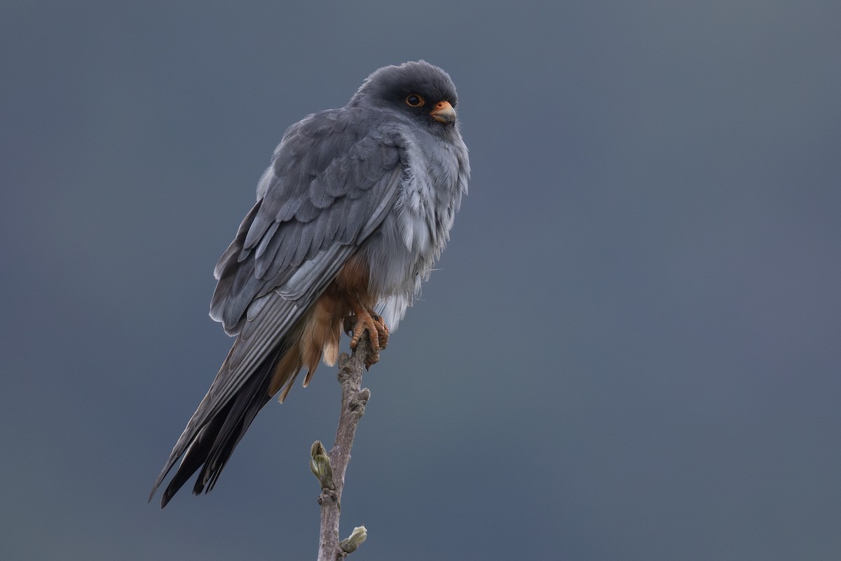Red-footed Falcon - ML618336610