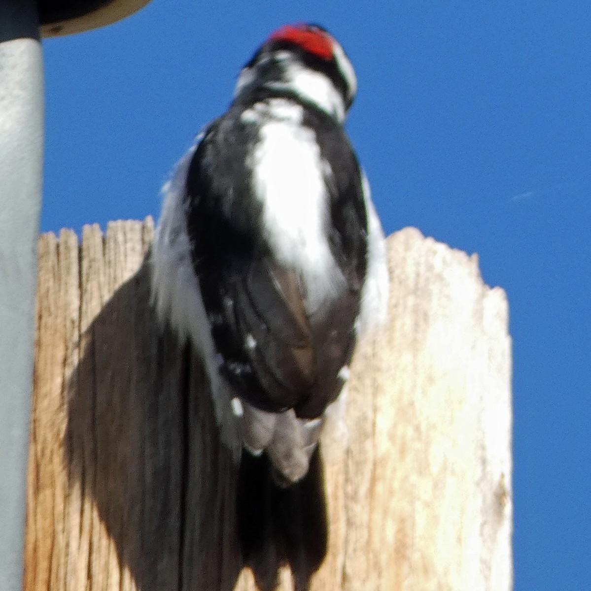 Downy Woodpecker (Rocky Mts.) - ML618336621