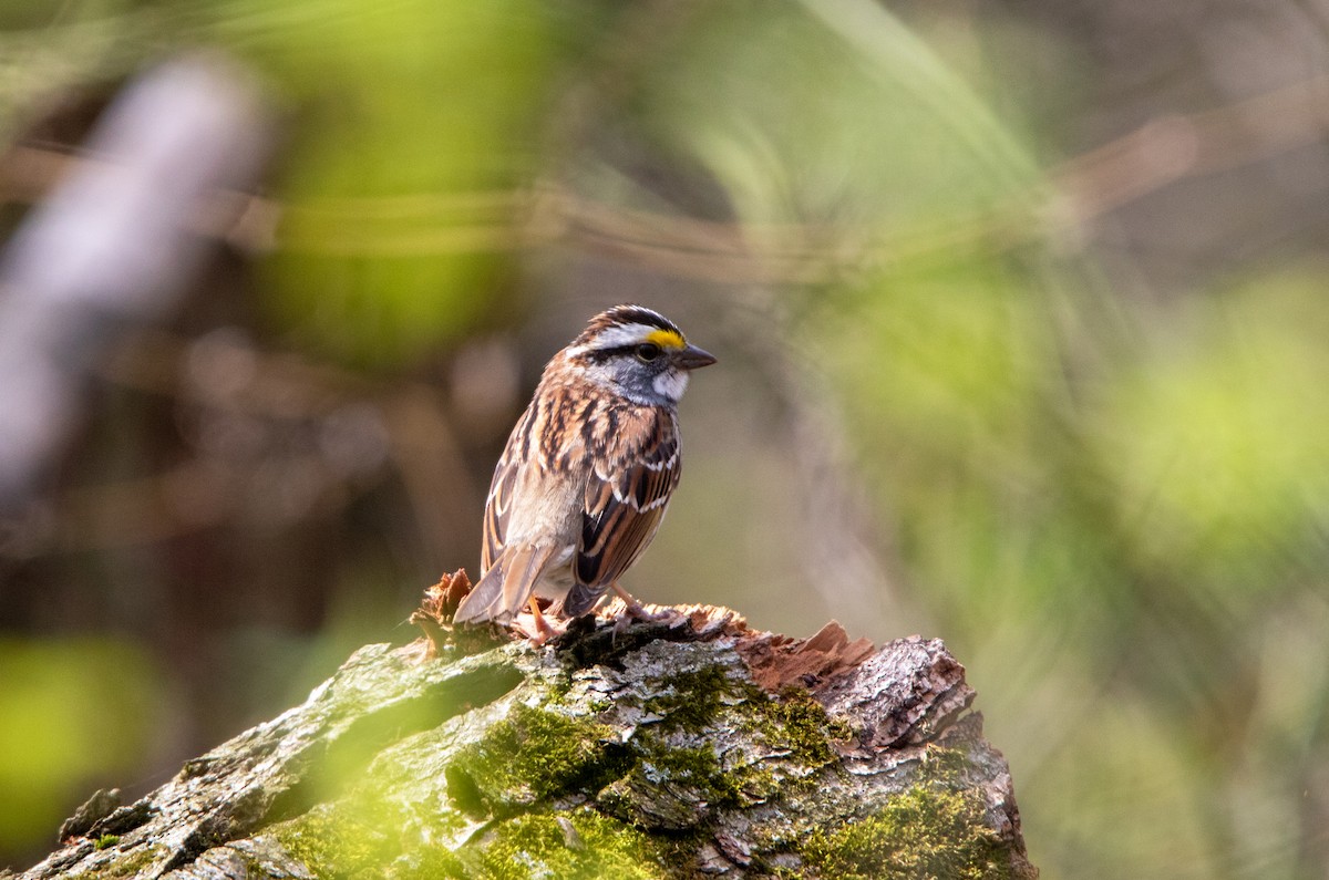 White-throated Sparrow - ML618336639
