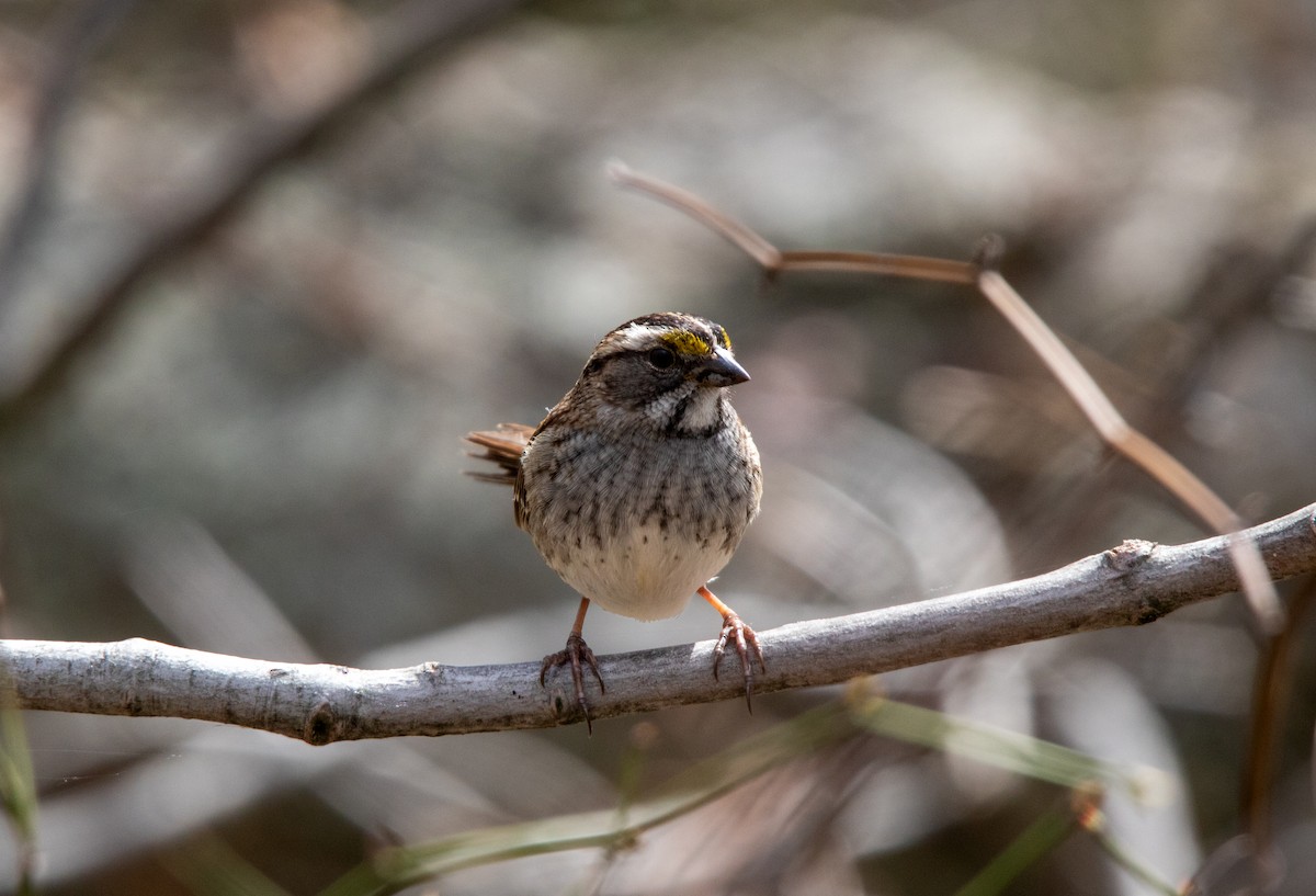 White-throated Sparrow - ML618336640