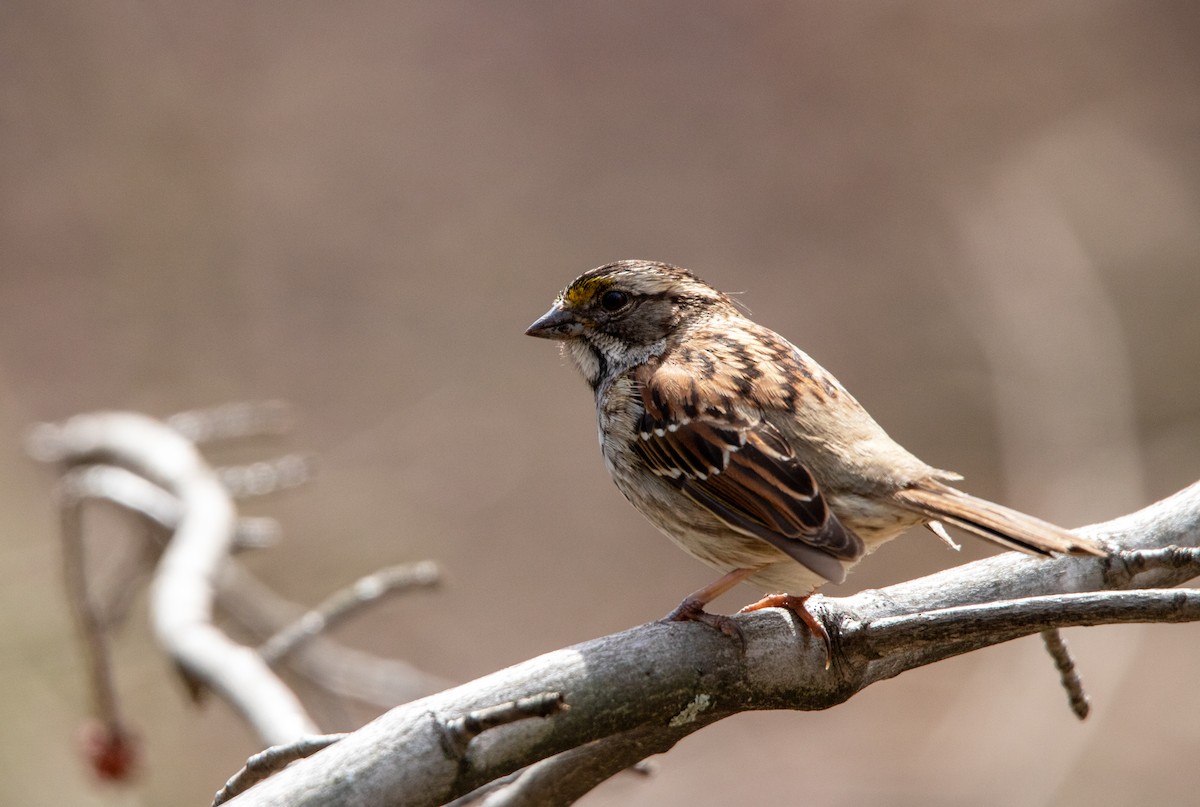 White-throated Sparrow - ML618336642