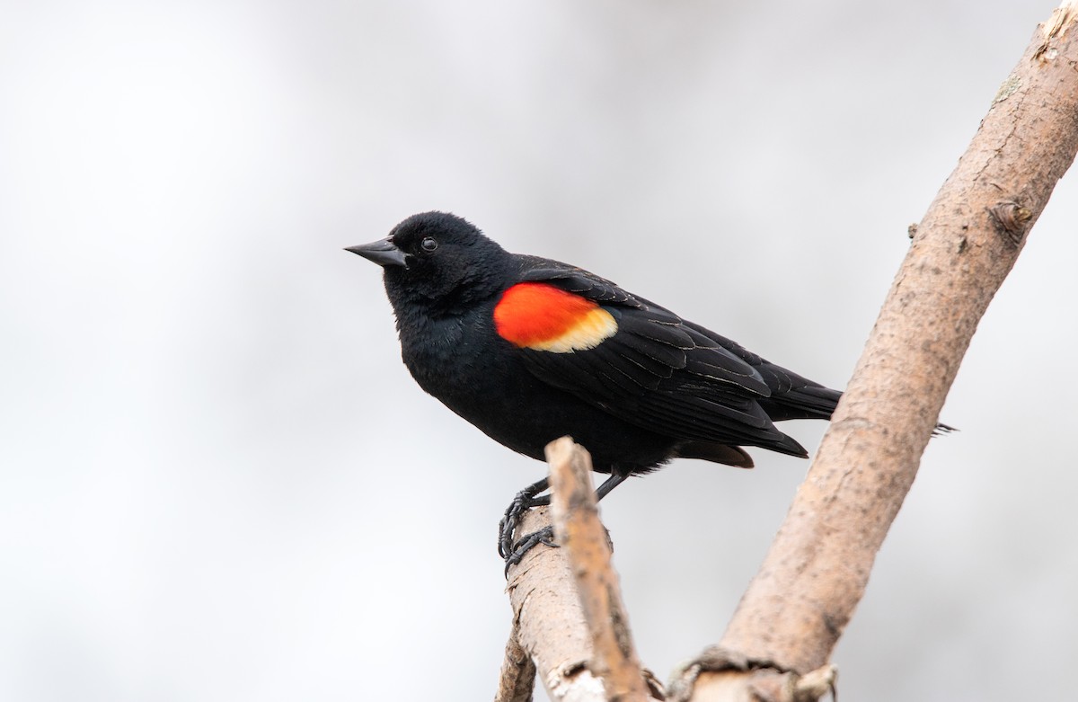 Red-winged Blackbird - ML618336659