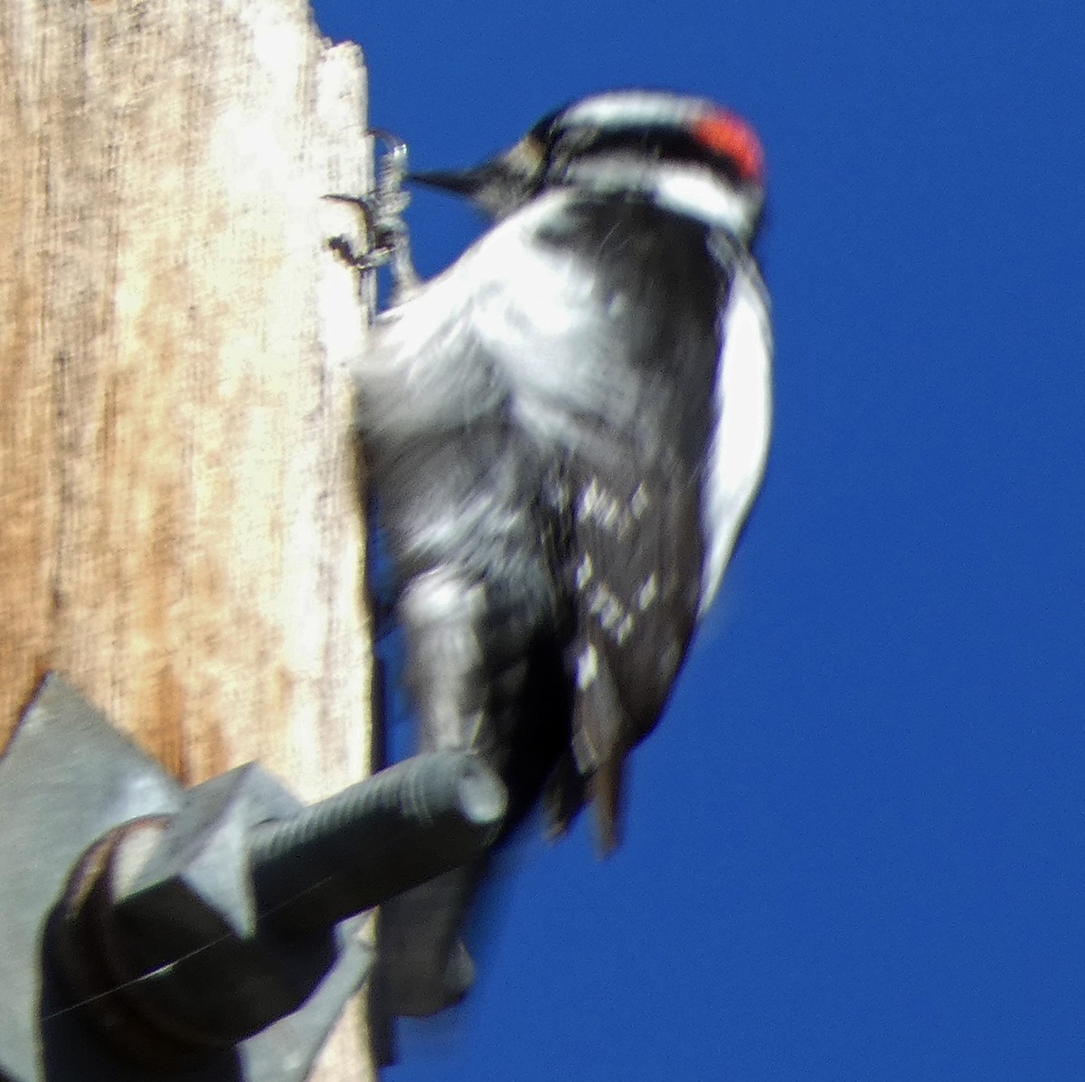 Downy Woodpecker (Rocky Mts.) - ML618336664