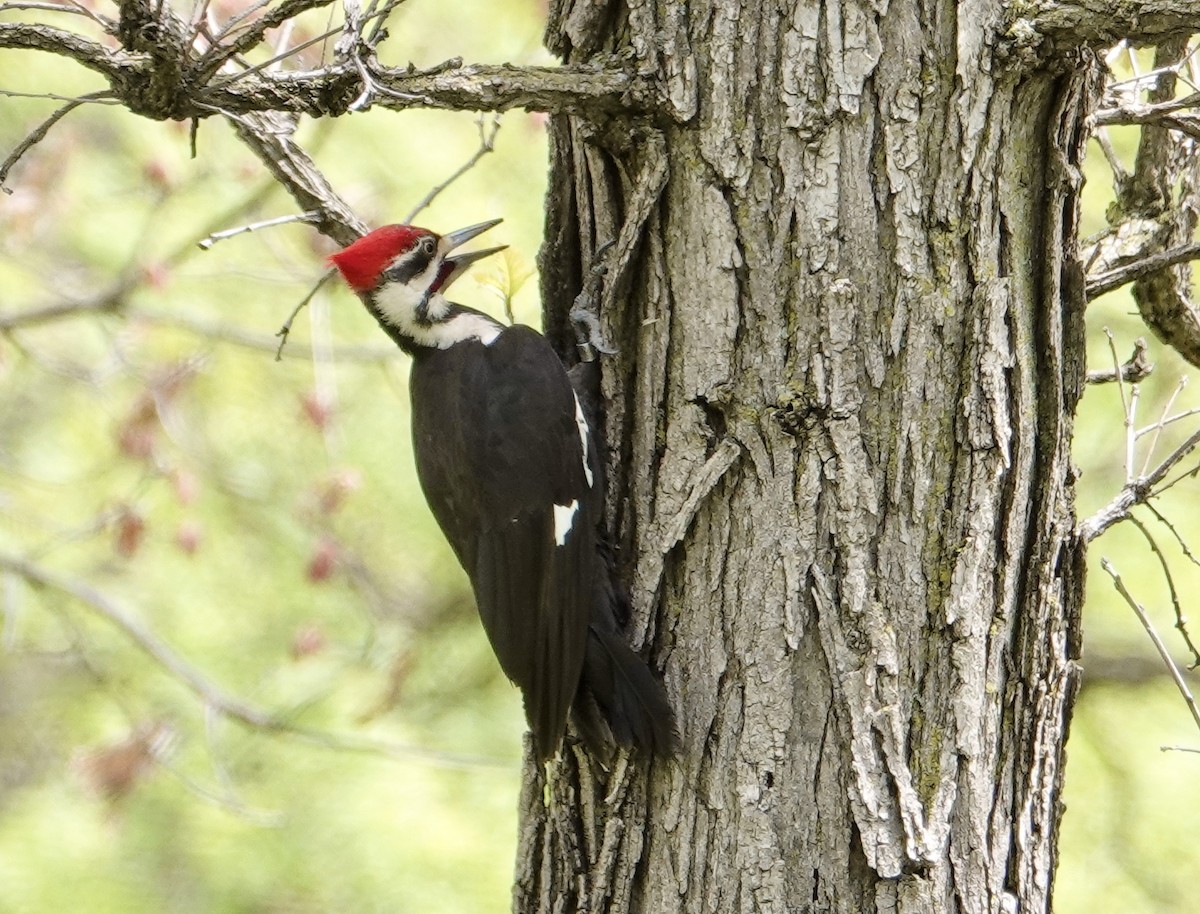 Pileated Woodpecker - ML618336673