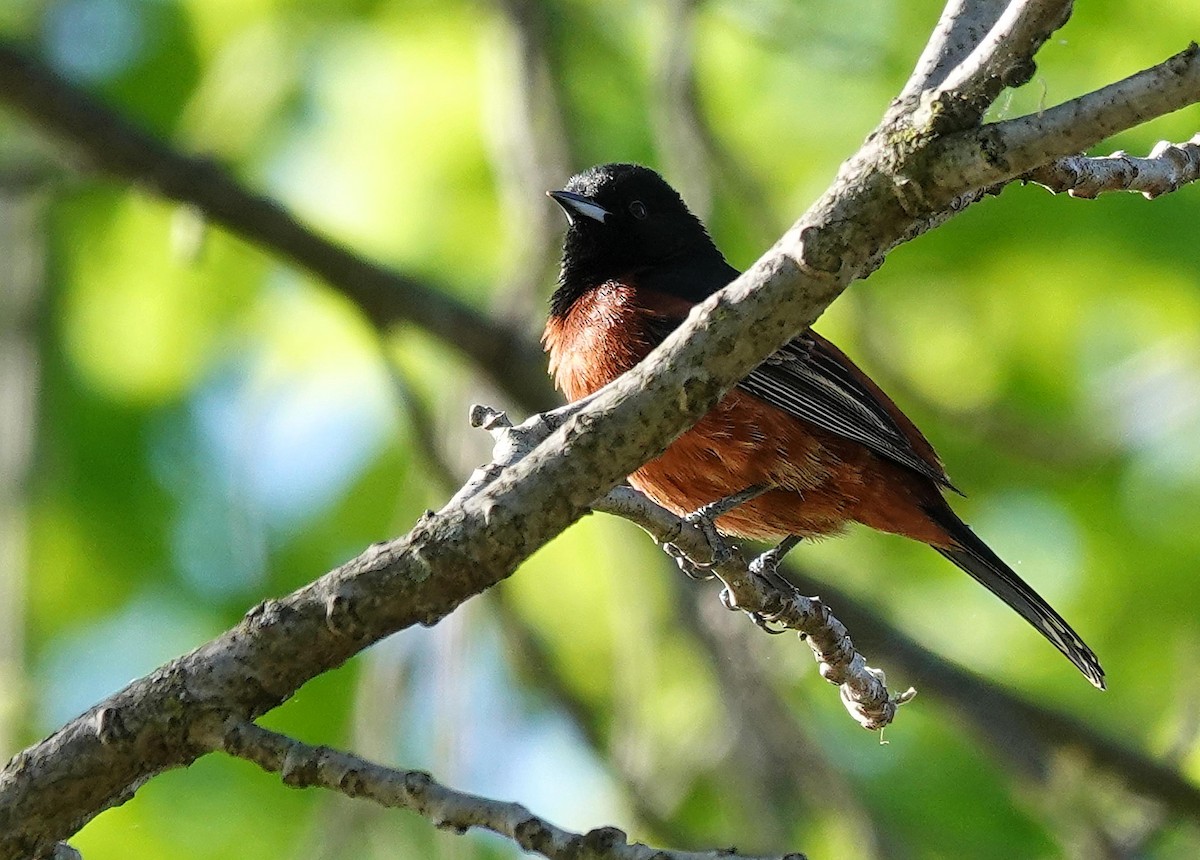 Orchard Oriole - ML618336677