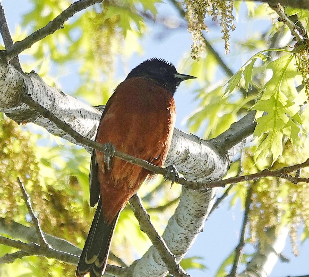 Orchard Oriole - ML618336687