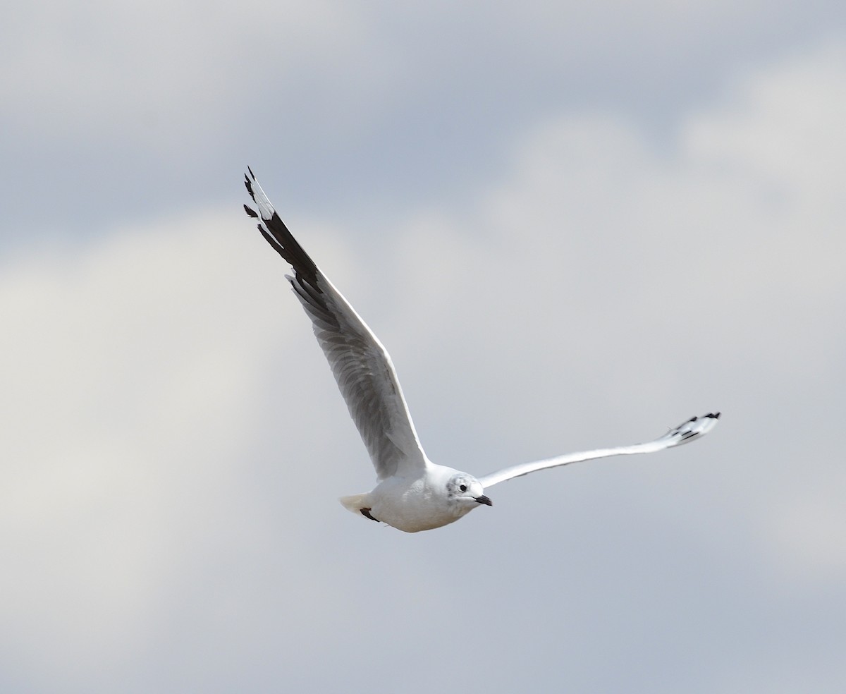 Andean Gull - Andrew Mack