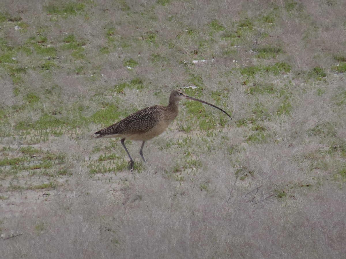 Long-billed Curlew - ML618336699