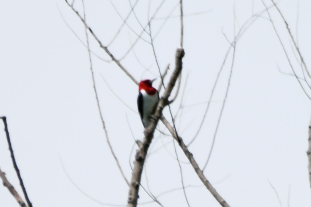 Red-headed Woodpecker - ML618336708