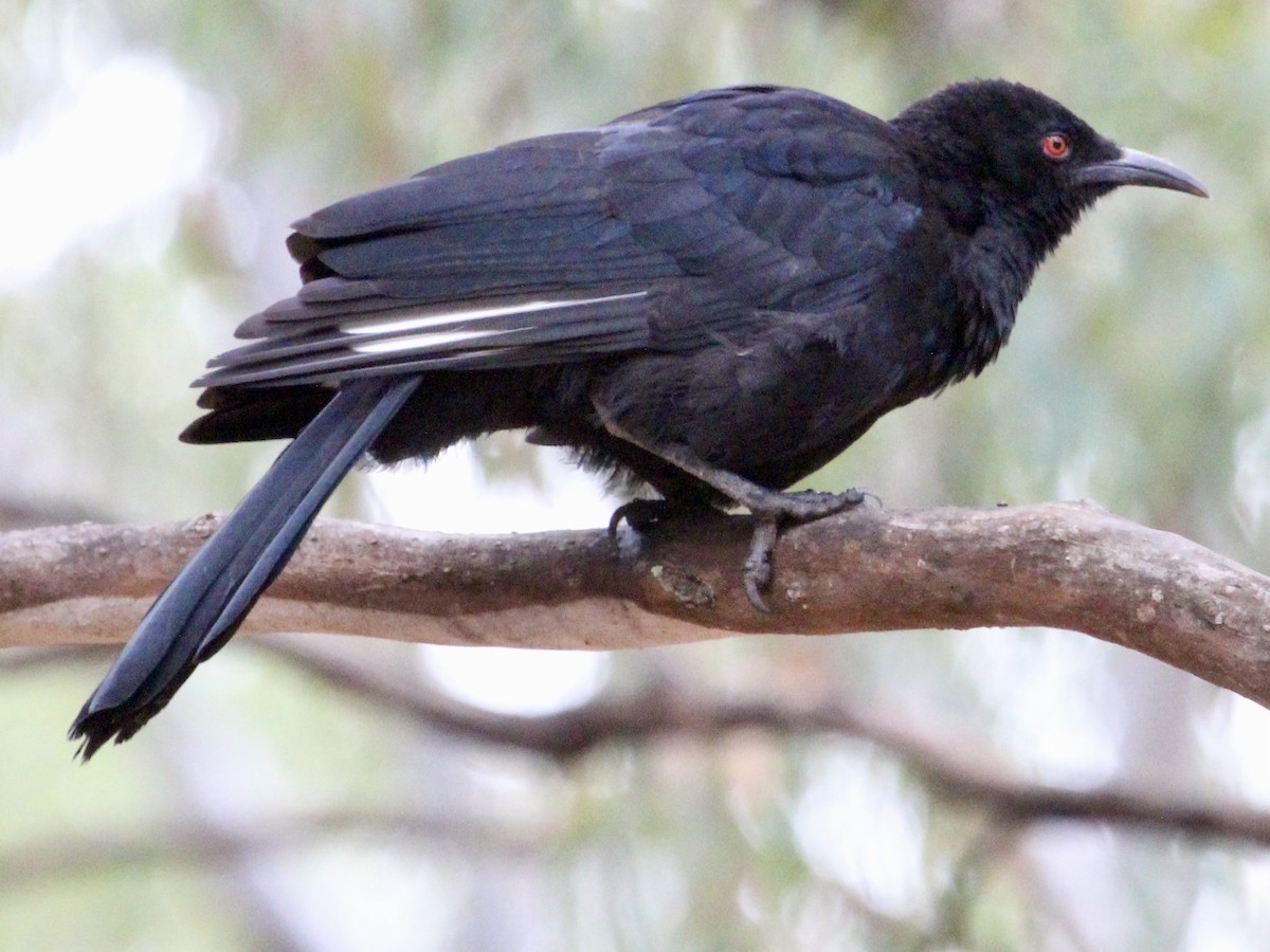 White-winged Chough - colette sheppard
