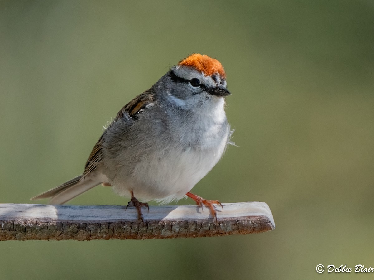 Chipping Sparrow - ML618336734