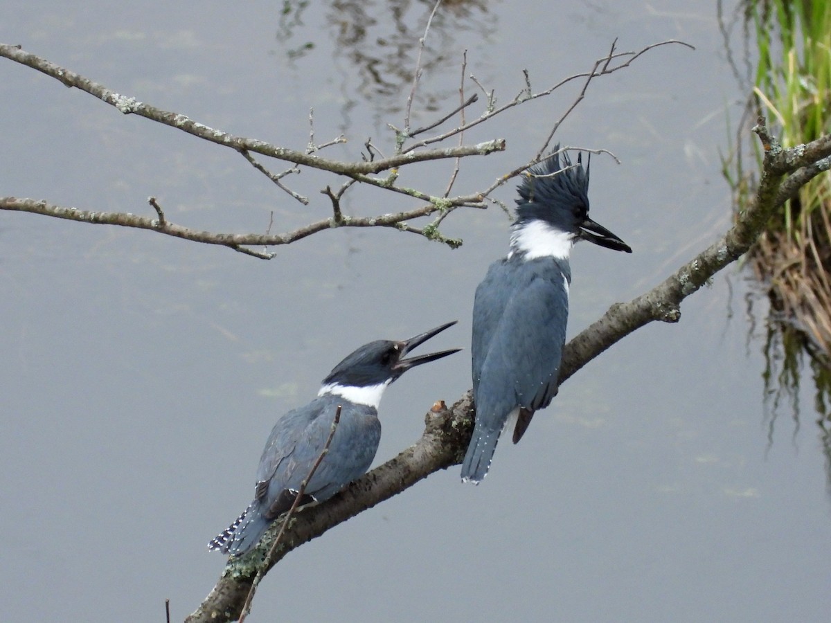Belted Kingfisher - ML618336740