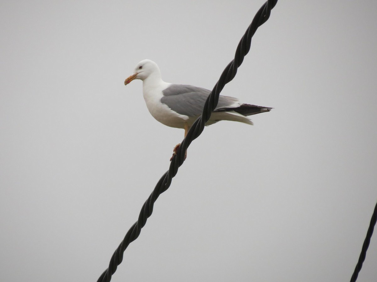 Yellow-legged Gull - ML618336776