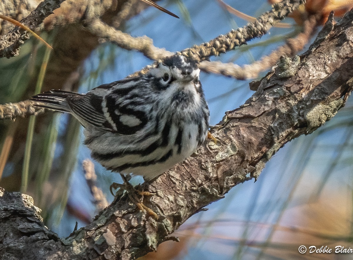 Black-and-white Warbler - ML618336784