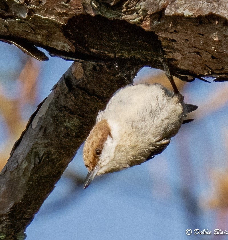 Brown-headed Nuthatch - ML618336822