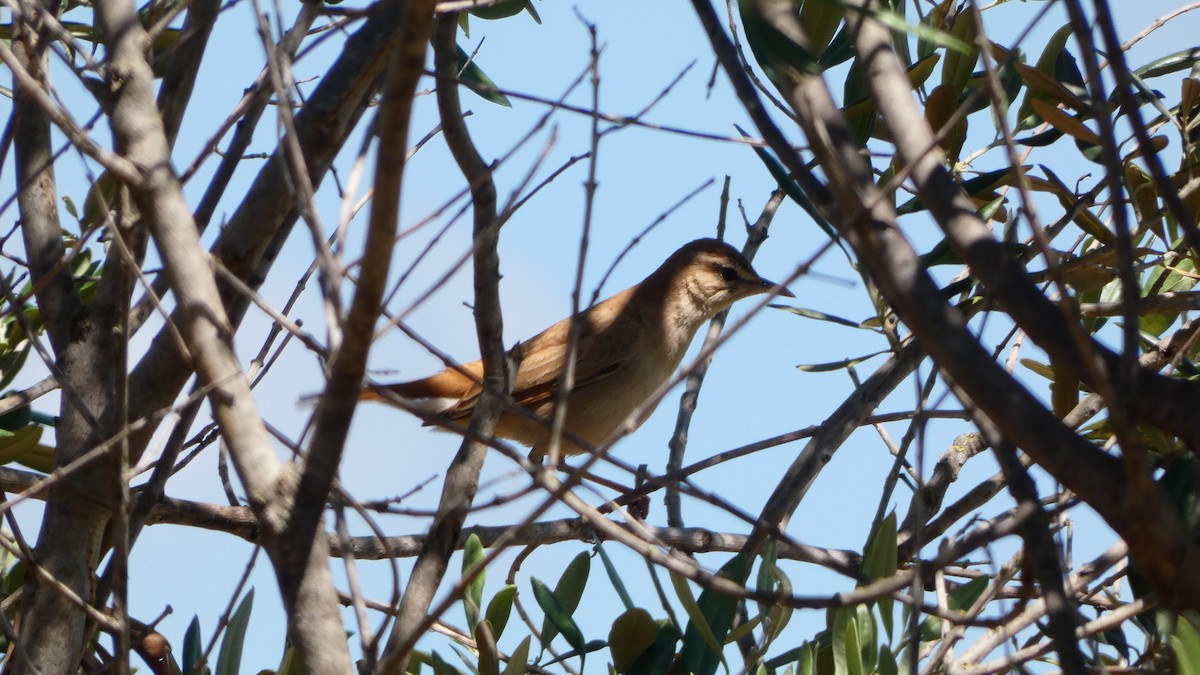 Rufous-tailed Scrub-Robin - ML618336833