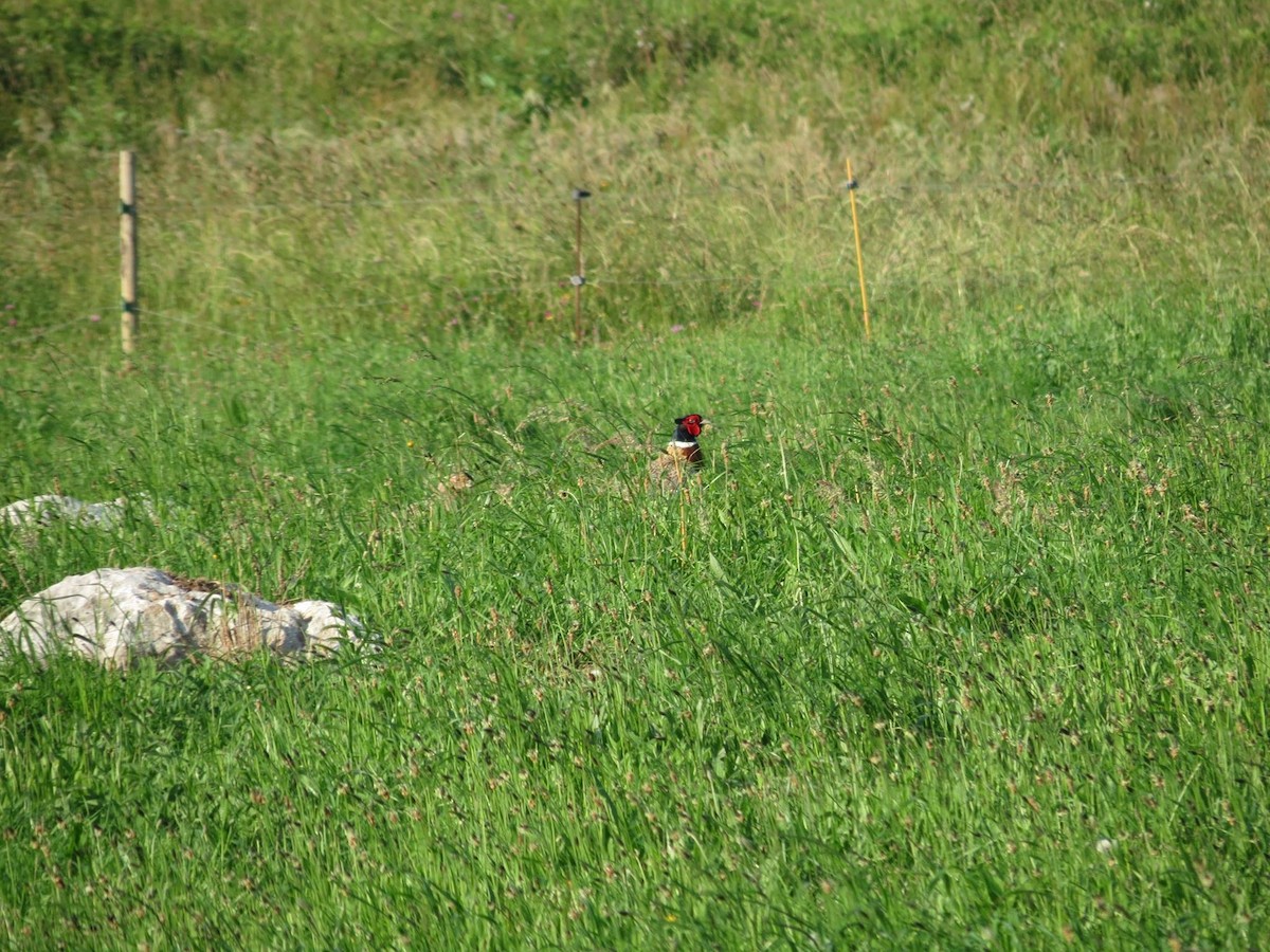 Ring-necked Pheasant - ML618336863