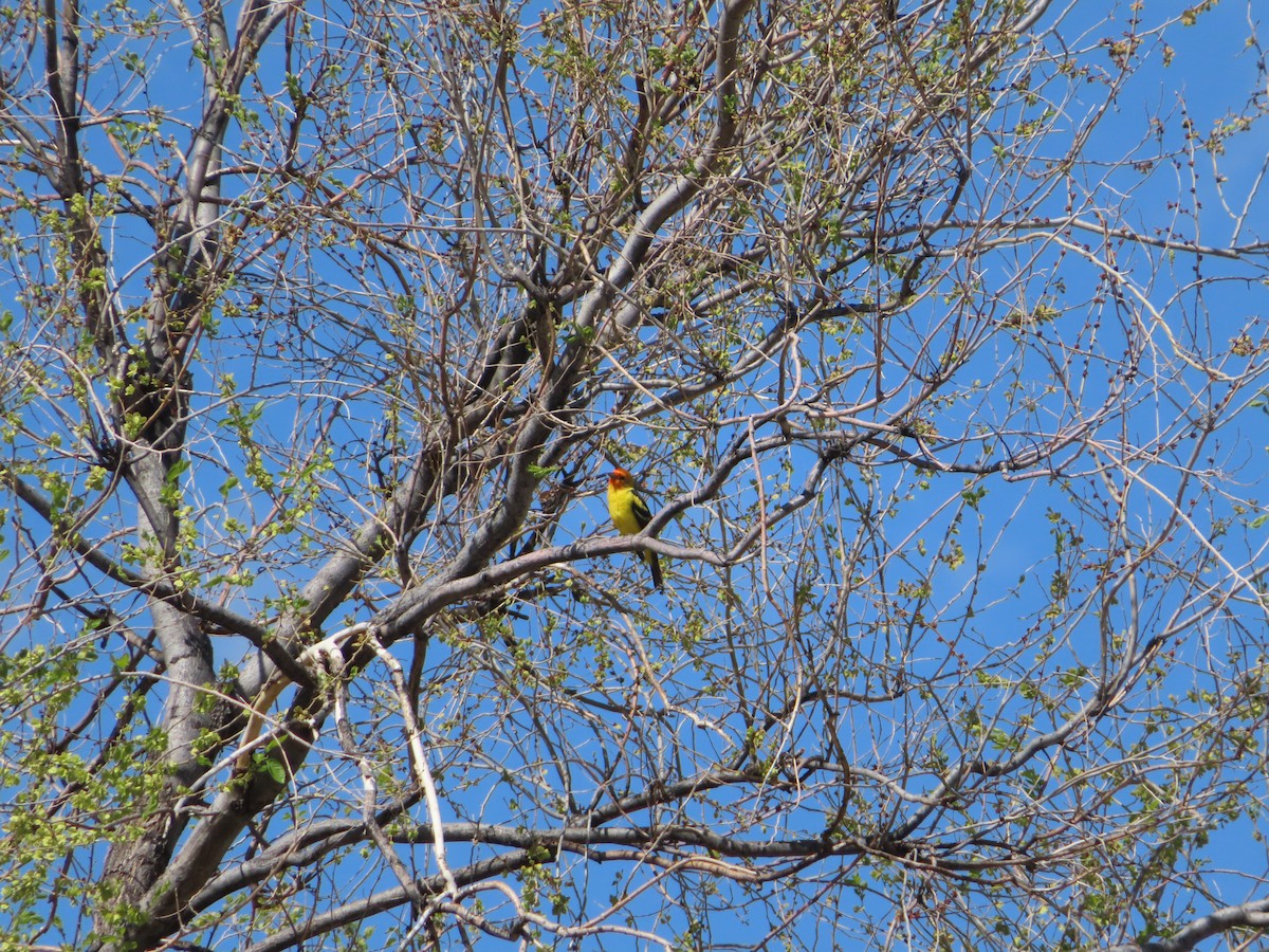 Western Tanager - ML618336883