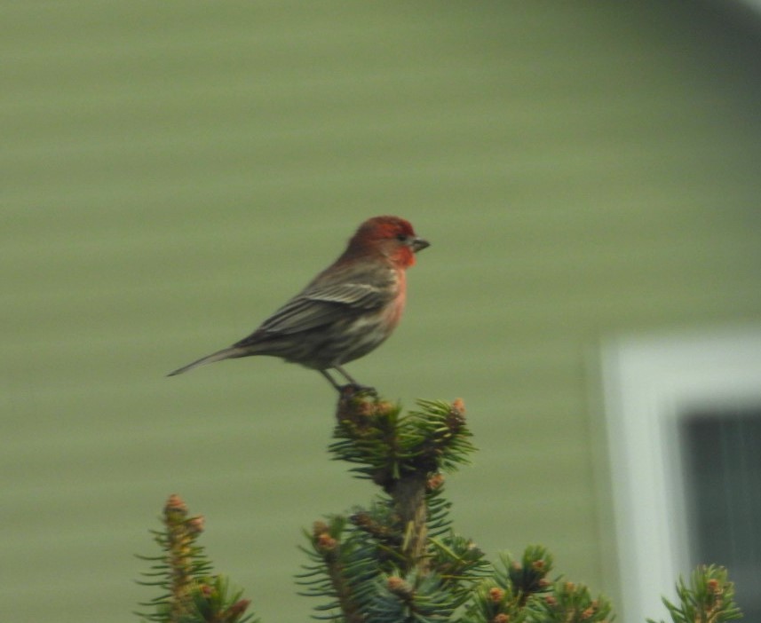 House Finch - Terry Ansel