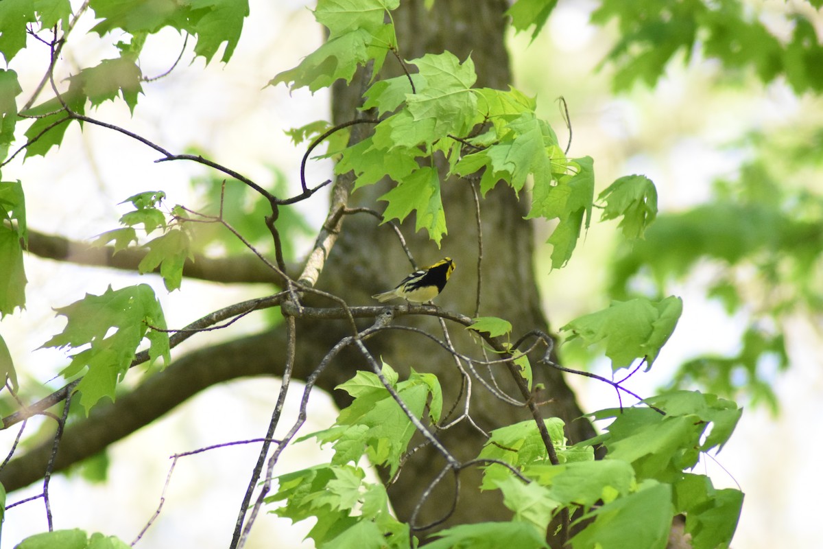 Black-throated Green Warbler - ML618336946