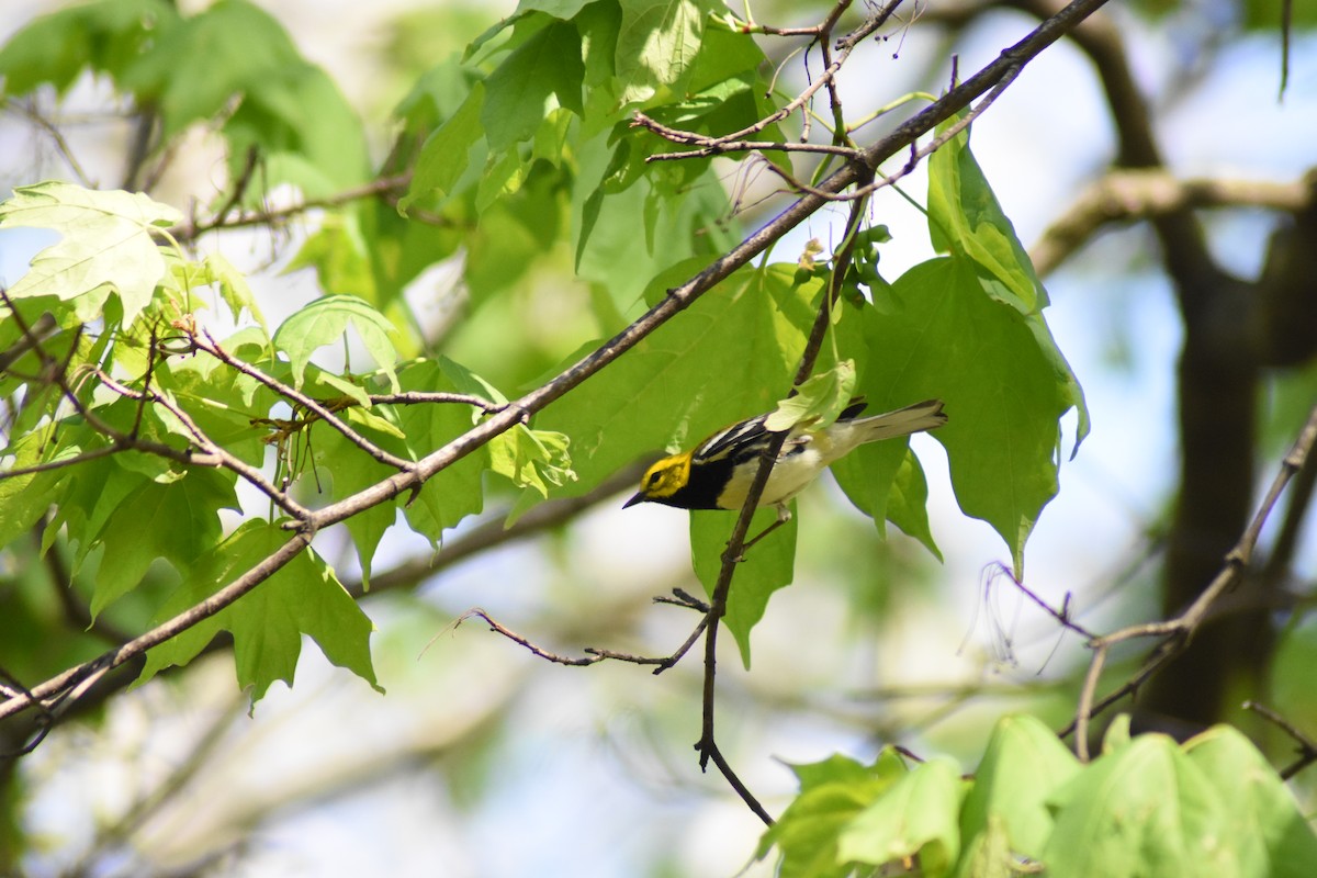 Black-throated Green Warbler - ML618336947
