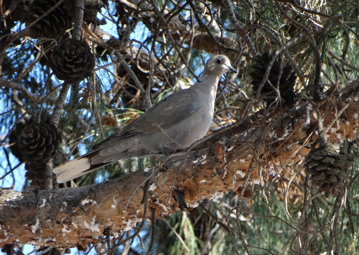 Eurasian Collared-Dove - ML618336953