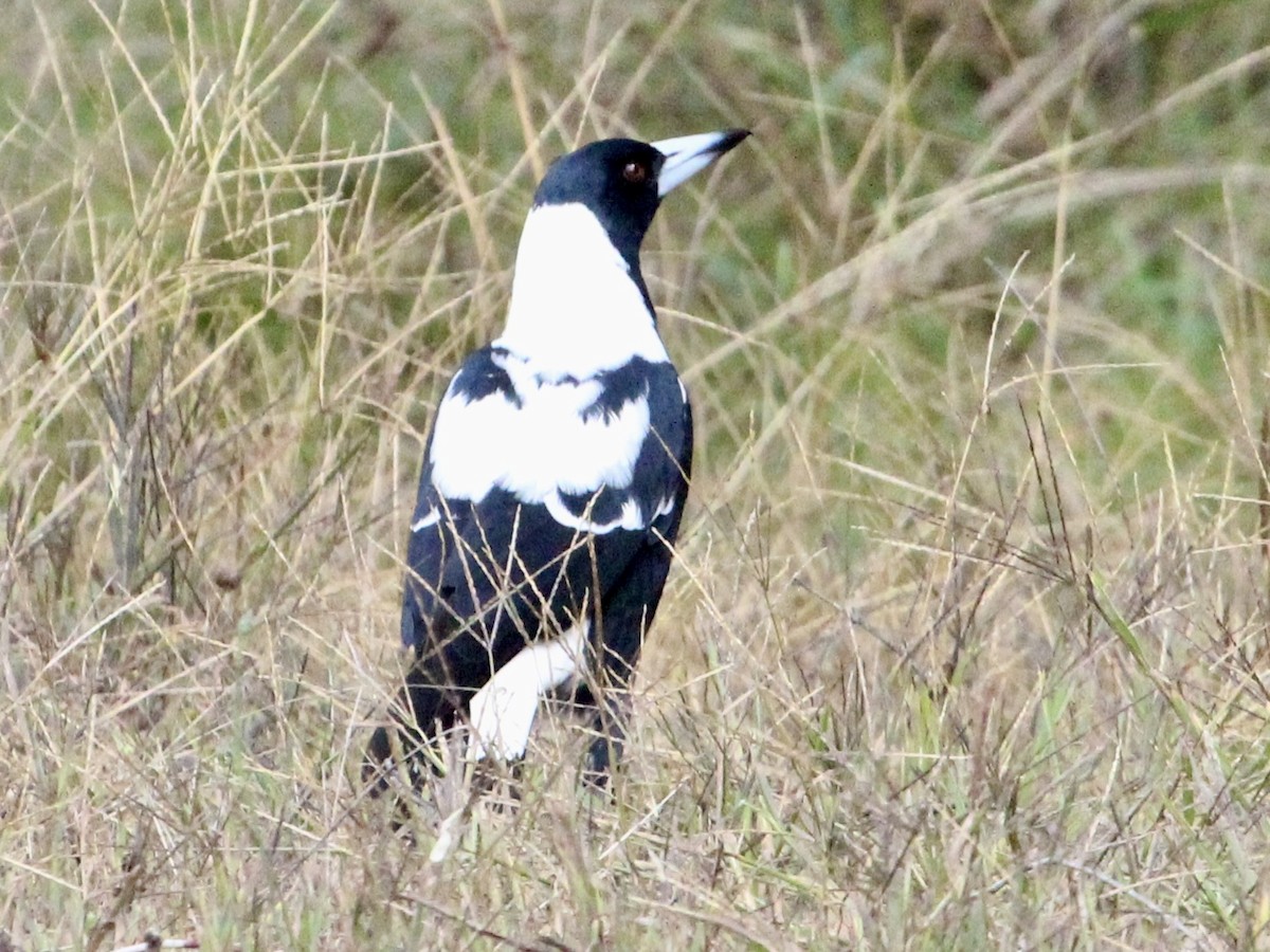 Australian Magpie (Black-backed x White-backed) - ML618336954