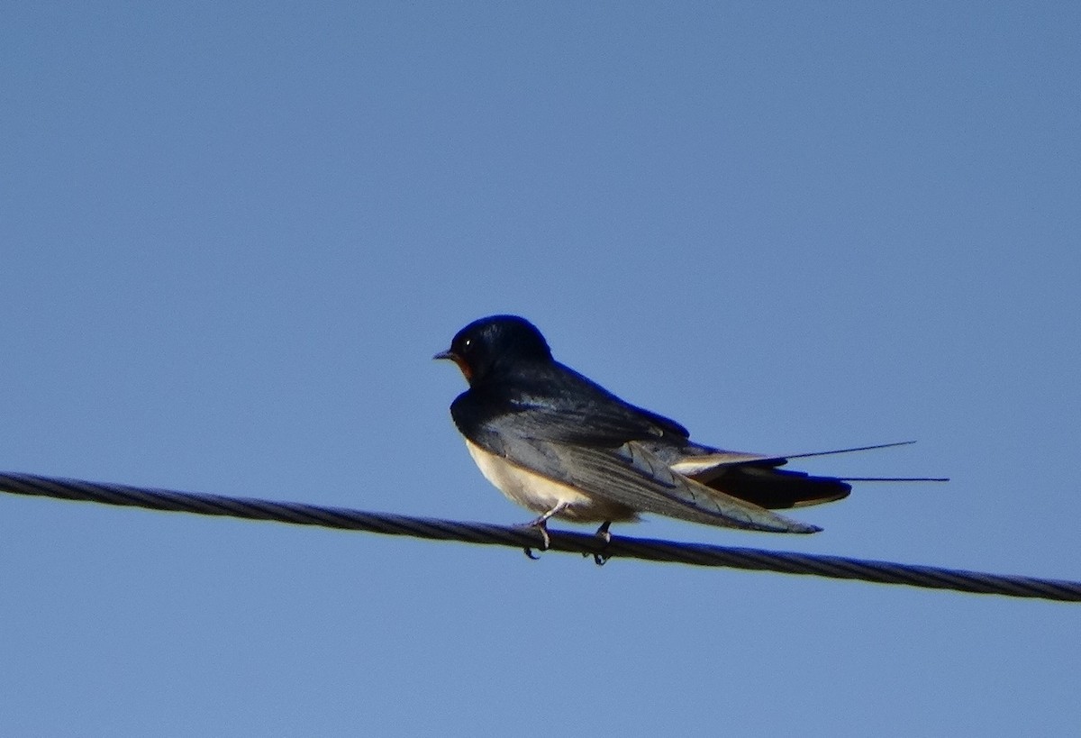 Barn Swallow - ML618336962