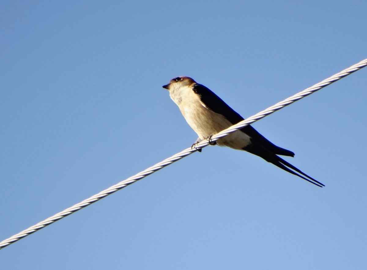 Red-rumped Swallow - ML618336972