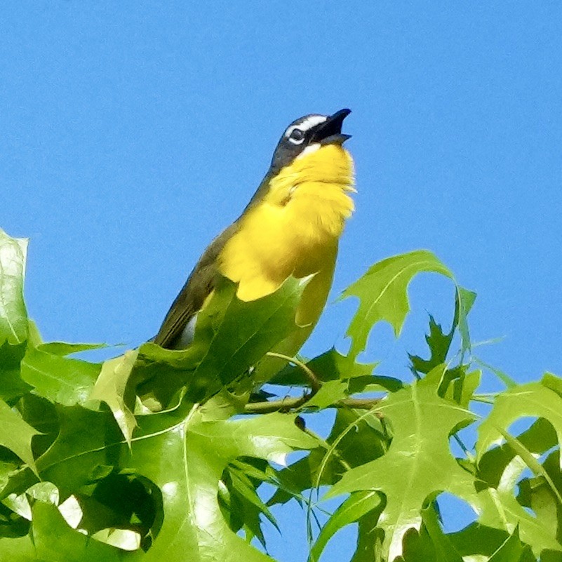 Yellow-breasted Chat - ML618336978