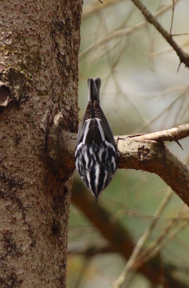 Black-and-white Warbler - ML618336979