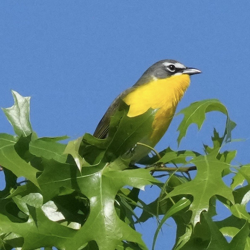Yellow-breasted Chat - Charlene Fan