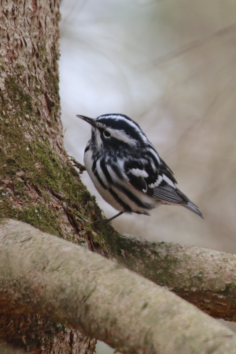 Black-and-white Warbler - ML618336984