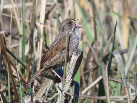 Seaside Sparrow - Ruth Bergstrom