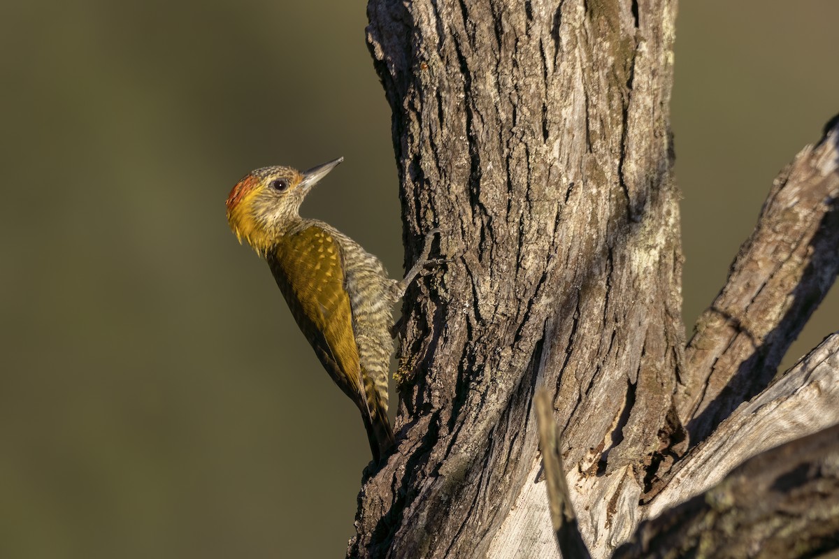 Yellow-eared Woodpecker - ML618337016