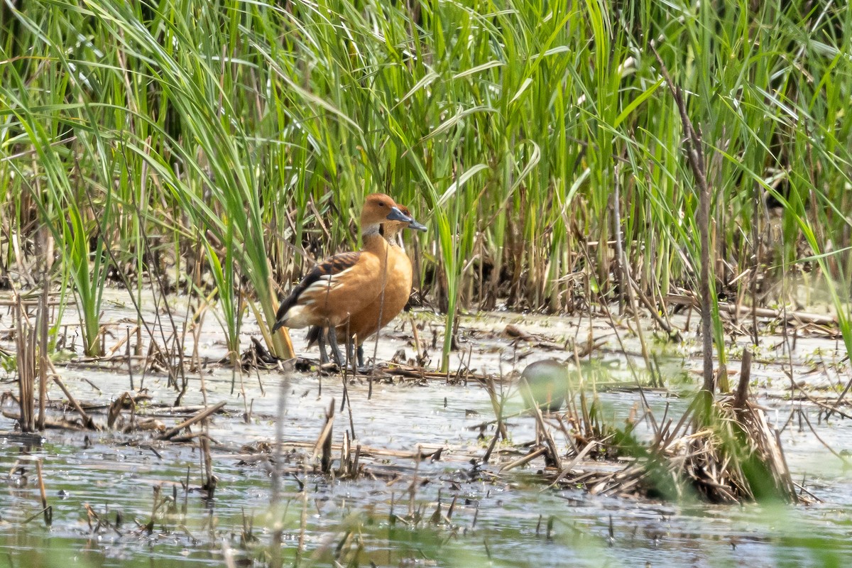 Fulvous Whistling-Duck - ML618337033