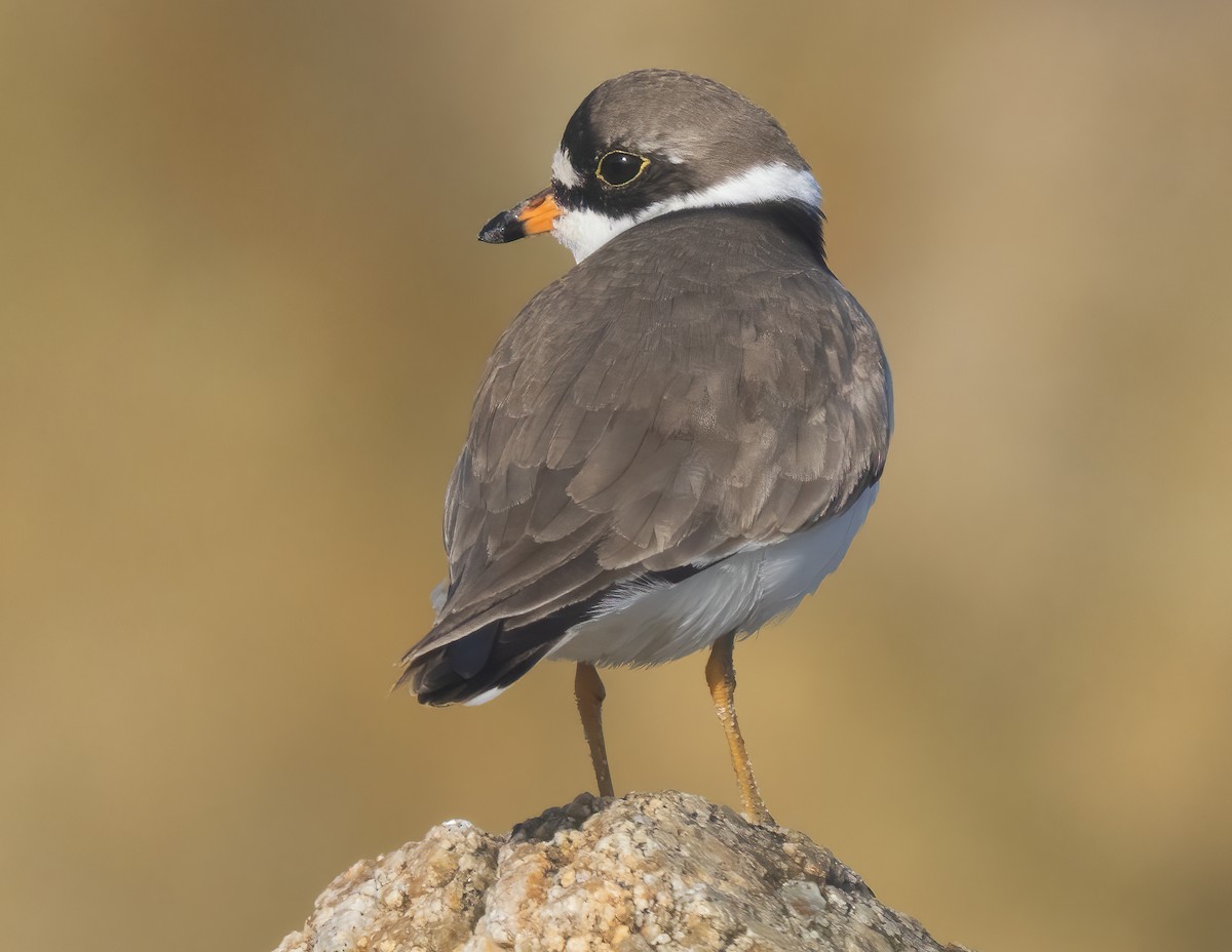 Semipalmated Plover - ML618337042
