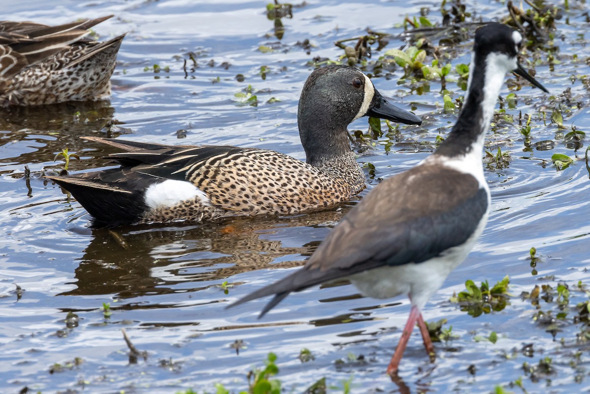 Blue-winged Teal - ML618337045