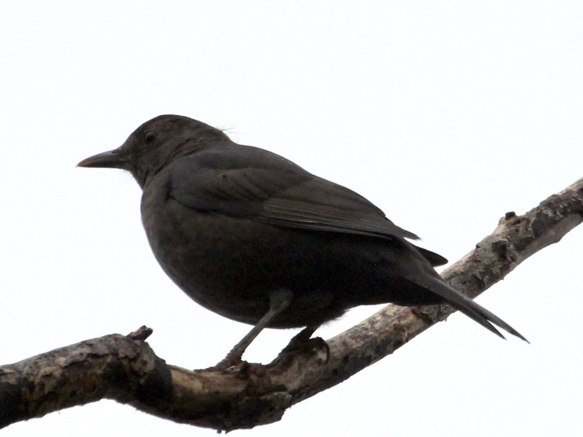 Eurasian Blackbird - ML618337047