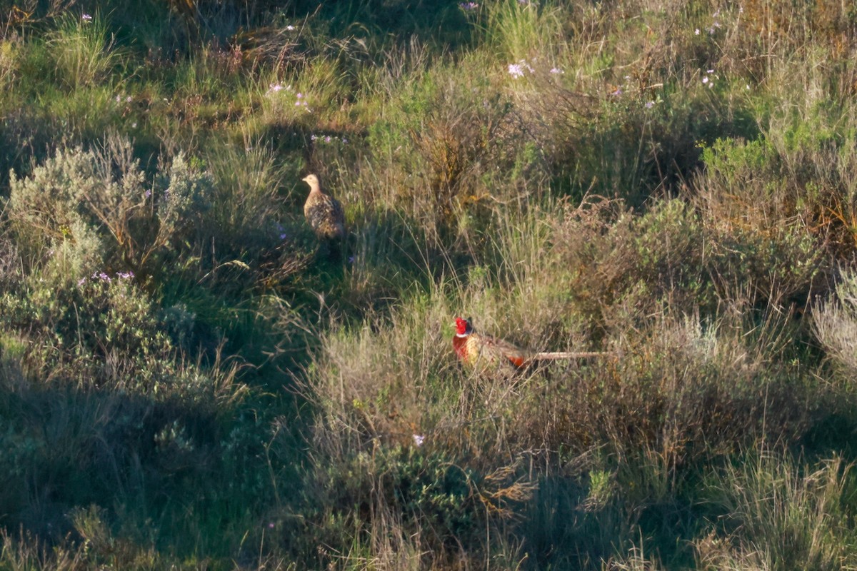 Ring-necked Pheasant - ML618337054