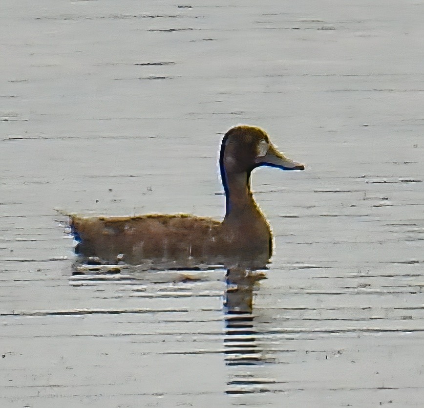 Greater Scaup - ML618337060