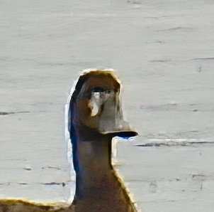 Greater Scaup - ML618337061