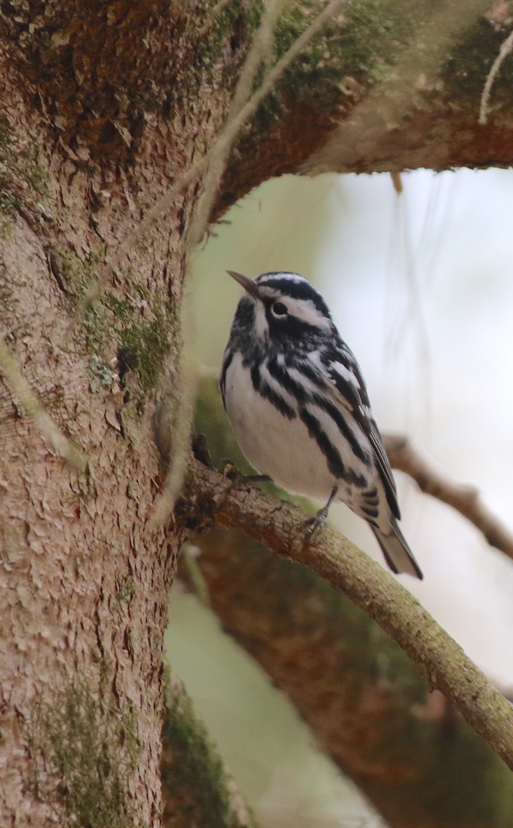 Black-and-white Warbler - ML618337078