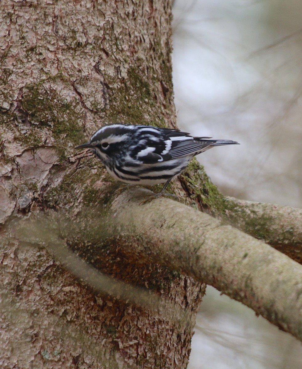 Black-and-white Warbler - ML618337081