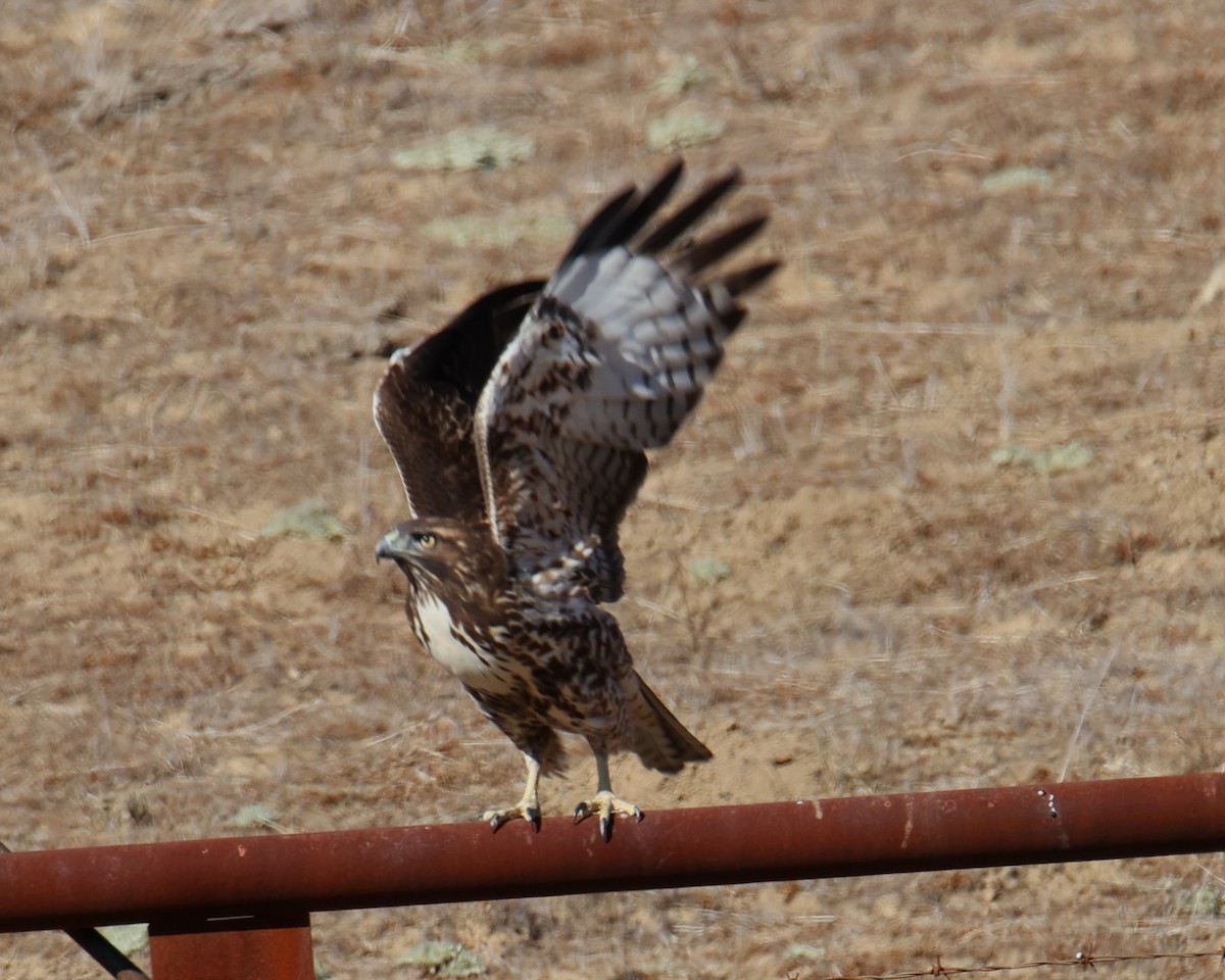 Red-tailed Hawk - ML618337121