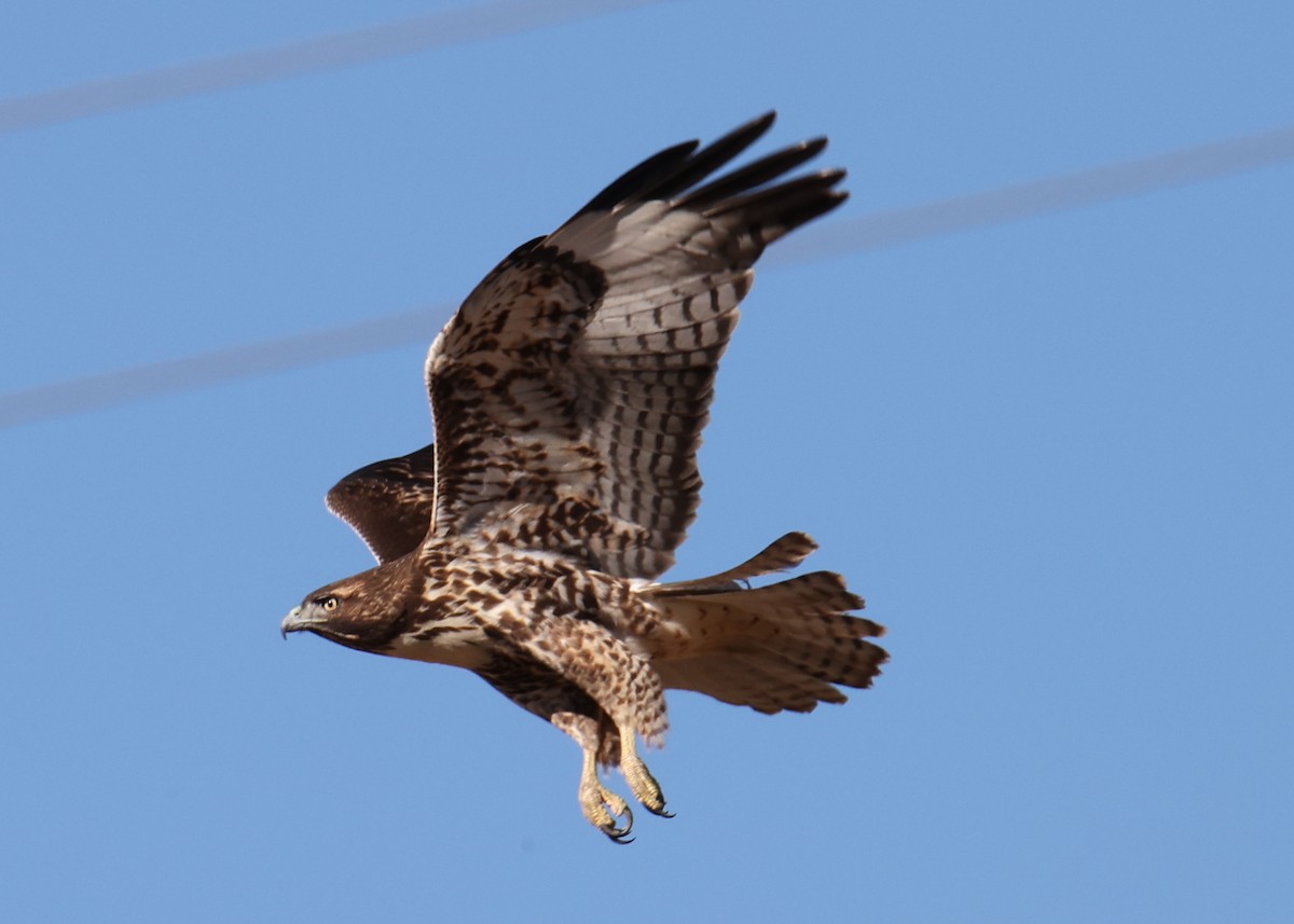Red-tailed Hawk - ML618337124