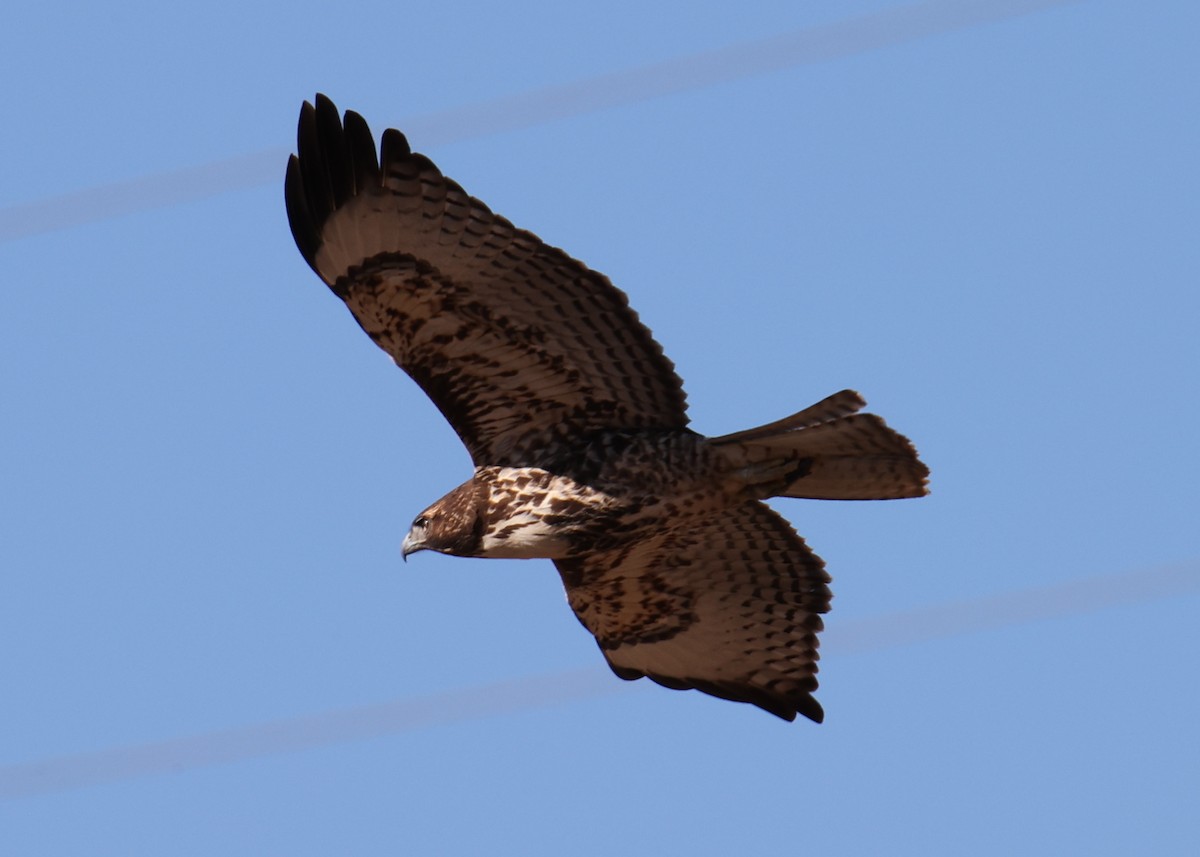 Red-tailed Hawk - ML618337125