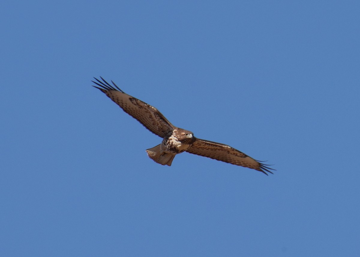 Red-tailed Hawk - ML618337126