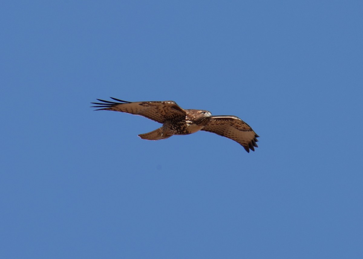 Red-tailed Hawk - ML618337129